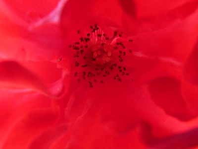 20130217202144-carmesii.jpg