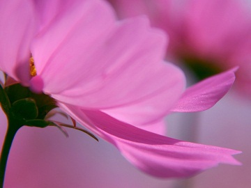 20130219224947-flor.jpg